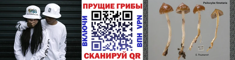 Галлюциногенные грибы прущие грибы  Купить где  Куса 